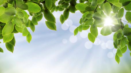Green leaves frame wallpaper