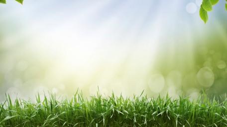 Grass wallpaper