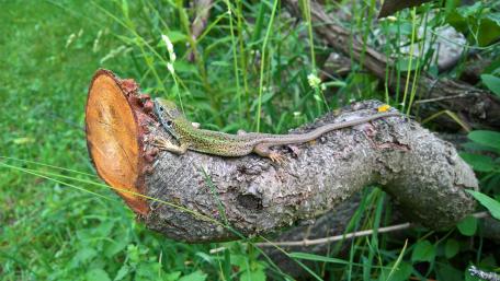Lizard on a trunk wallpaper