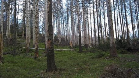 Beautiful Birch forest wallpaper