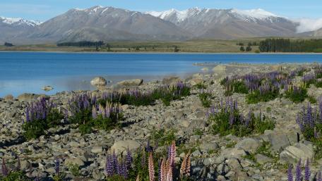 Lake Tekapo lupins wallpaper