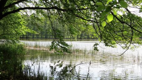 Militzsee wallpaper
