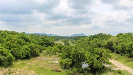 "Lunugam wehera" Forest reservoir wallpaper