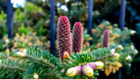 Pine Cone Beauty in Nature's Embrace wallpaper