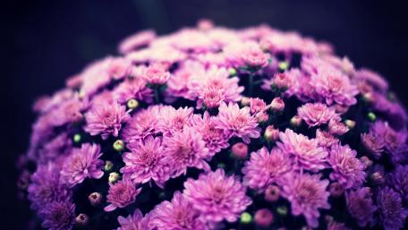 Chrysanthemum Dreamscape in 4K Clarity wallpaper