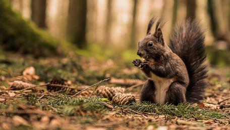 Cute Squirrel Enjoying a Pinecone in the Forest wallpaper