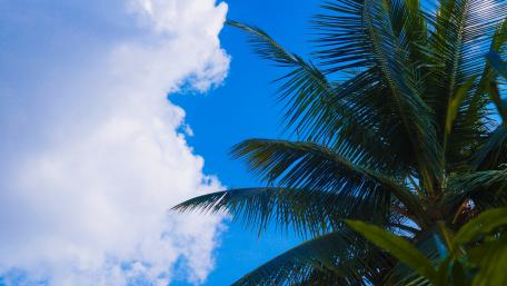 Palm tree low angle view wallpaper