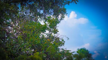 Lush Greenery Under a Blue Sky wallpaper