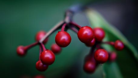 Red berries macro photo wallpaper