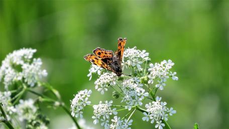 Butterfly on white flowers wallpaper