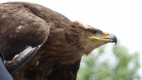 Majestic Eagle Close-Up Wallpaper wallpaper