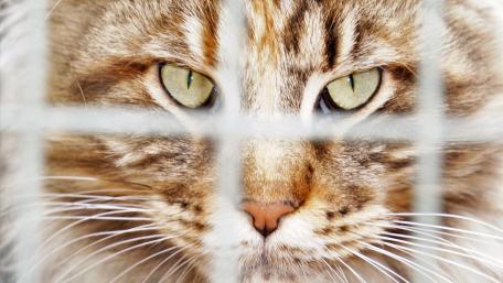 Majestic Cat Behind the Bars wallpaper