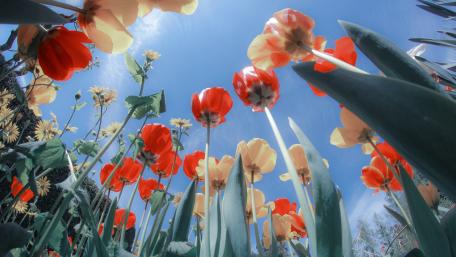 Tulips in the sunshine worm's-eye view photo wallpaper