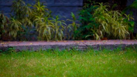 Lush Greenery Embracing Serenity wallpaper