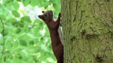 Squirrel wallpaper