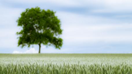 Blurry lone tree in the wheat field wallpaper