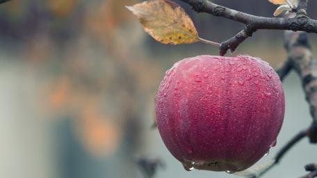 Apple tree in the rain wallpaper
