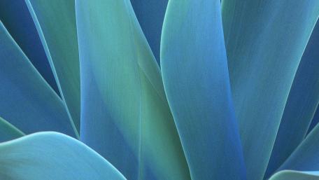 Agave leaf illustration wallpaper