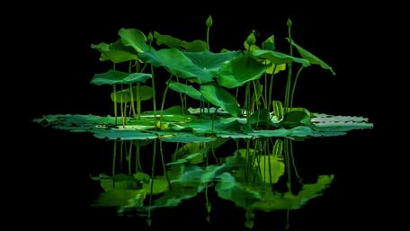 Water Lilies on a Tranquil Night wallpaper