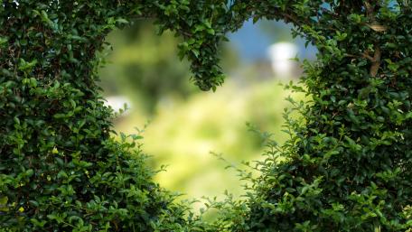 Heart bush wallpaper