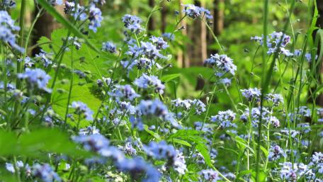 forget-me-not (Myosotis) wallpaper
