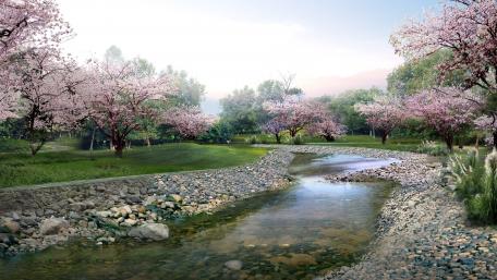Sakura blossom wallpaper