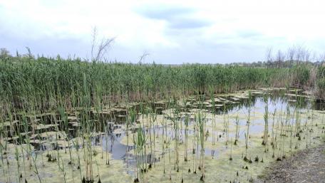 Serene Marshland Under Cloudy Skies wallpaper
