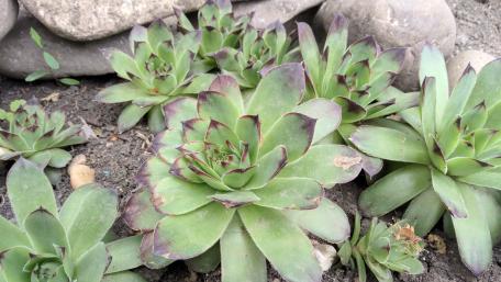 Vibrant Green Succulents in Natural Surroundings wallpaper