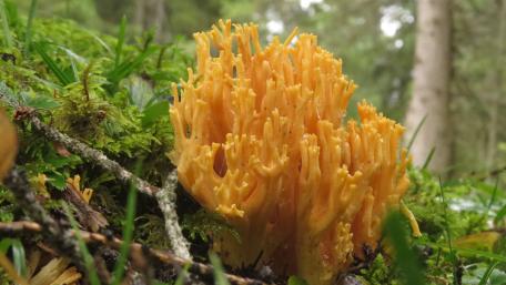 Coral mushroom wallpaper