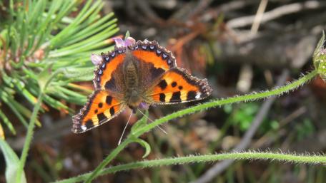 small tortoiseshell (butterfly) wallpaper