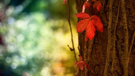 Vibrant Red Leaves Embracing Autumn Beauty wallpaper