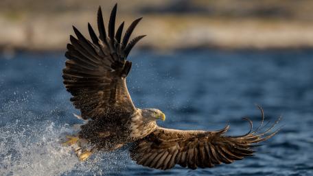 Majestic Eagle in Flight Over Water wallpaper