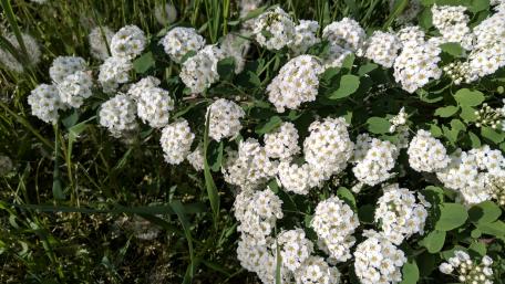 Beautiful White Flower Blossoms in Nature Garden Scene wallpaper