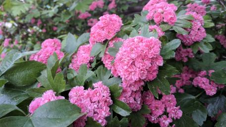 Blooming Pink Blossoms in Nature's Embrace wallpaper