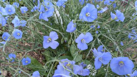 Delicate Blue Floral Blooming Beauty in 4K Resolution wallpaper