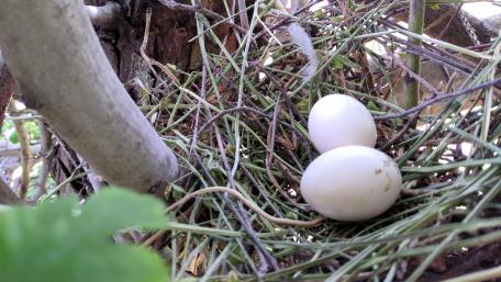 Serene Nest with Fresh Eggs Artistry in Nature wallpaper
