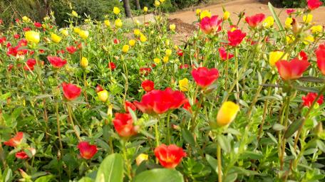 Vibrant Field of Colorful Blossoms wallpaper