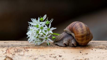 Snail wallpaper