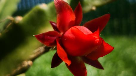 red flower wallpaper