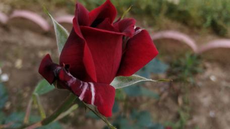Elegant Red Rose Blooming in the Garden wallpaper