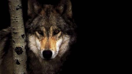 Brown wolf wallpaper