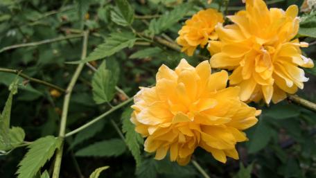 Bright Yellow Flowers in Lush Greenery wallpaper