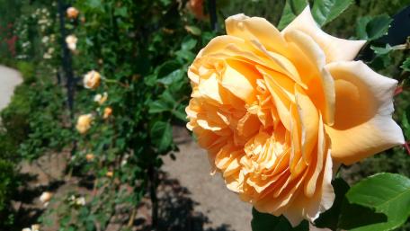 Yellow Rose wallpaper