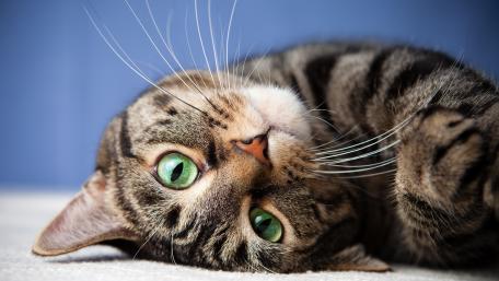 Green eyed cat wallpaper