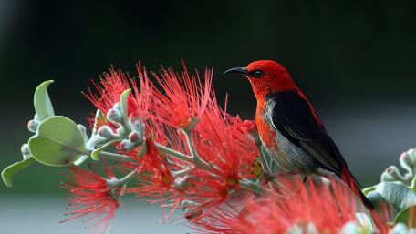 Red bird on red flower wallpaper