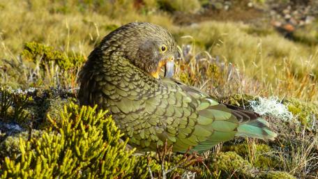 Kea wallpaper