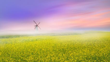 Windmill in the canola field wallpaper