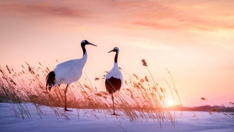 Red-crowned crane wallpaper