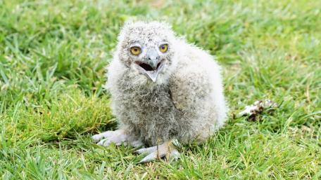 Adorable Baby Owl on Green Grass wallpaper