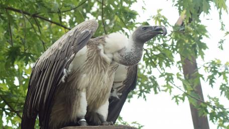 Majestic Vulture in Nature's Embrace wallpaper